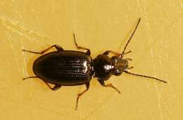 Bembidion (Metallina) properans (Stephens 1828) resmi