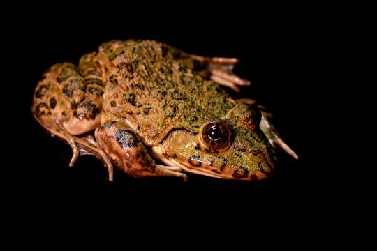 Image of African Groove-crowned Frog