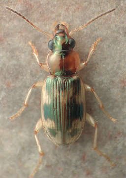 Bembidion (Leuchydrium) tigrinum Le Conte 1879的圖片