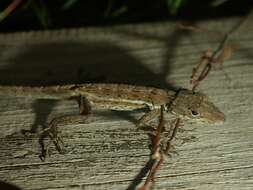 Image of Anguilla Bank Anole