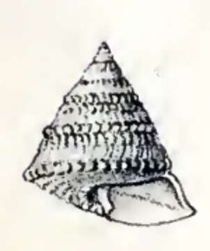 Image of Hadroconus altus (R. B. Watson 1879)