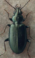 Image de Bembidion (Plataphus) carolinense Casey 1924