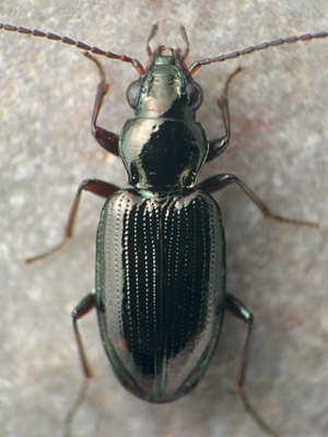 Image of Bembidion (Eupetedromus) aratum (Le Conte 1852)