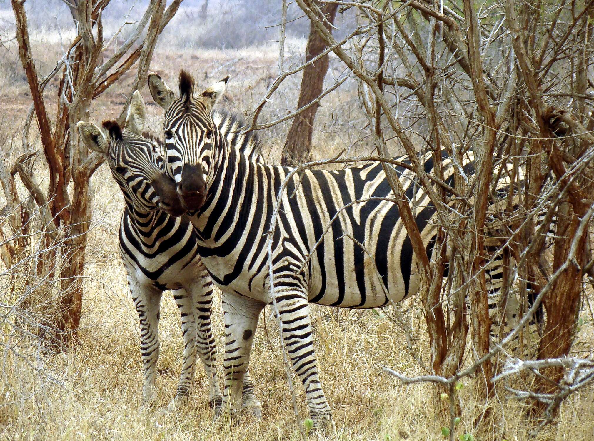 Image of Chapman's zebra