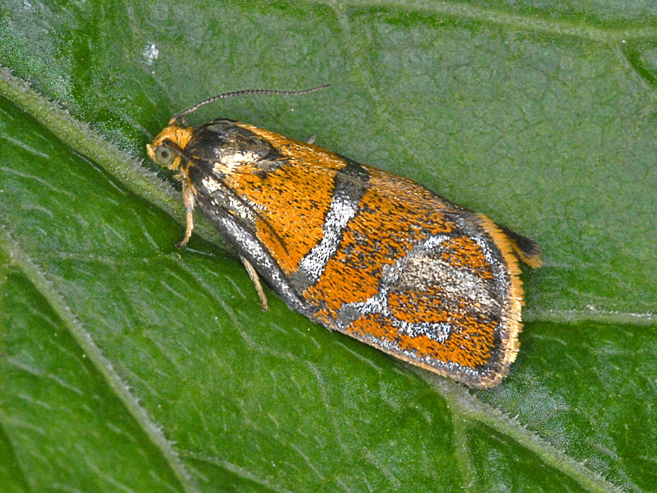 Image of leches twist moth