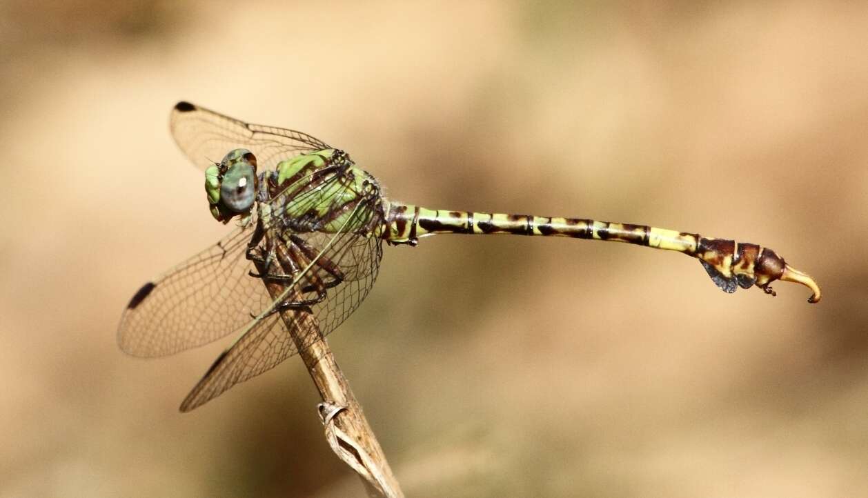 Imagem de Paragomphus elpidius (Ris 1921)