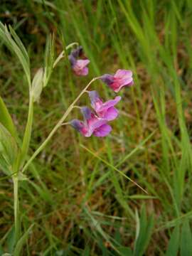 Plancia ëd Lathyrus linifolius (Reichard) Bassler