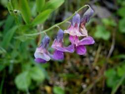 Imagem de Lathyrus linifolius (Reichard) Bassler