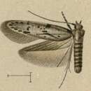 Image of Blastobasis exclusa Walsingham 1907