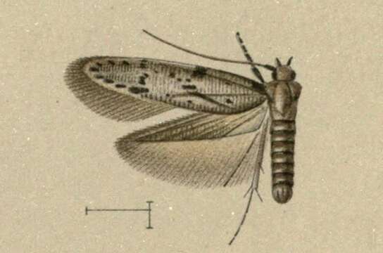 Image of Blastobasis exclusa Walsingham 1907