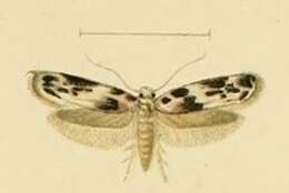 Image of Blastobasis helleri