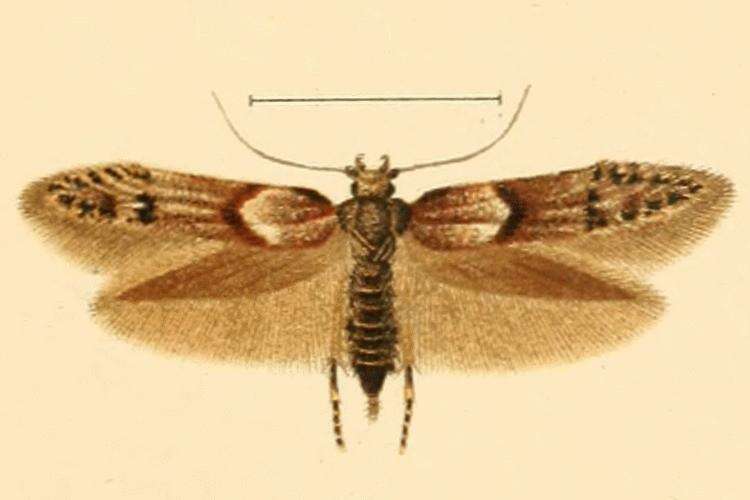 Image of Blastobasis rubiginosella Rebel 1896