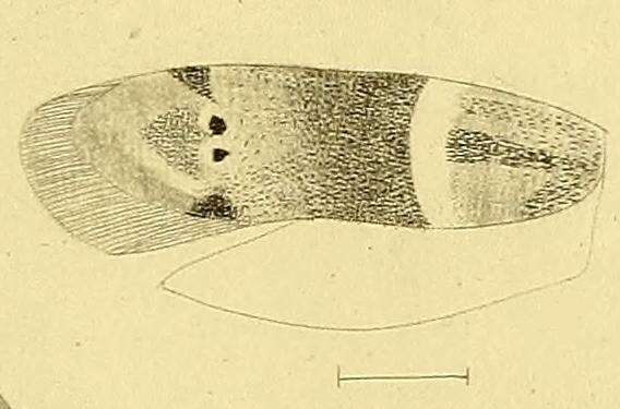 Image of Hypatopa segnella