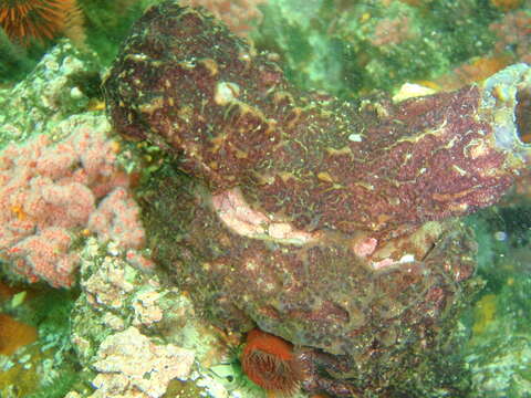 Image of Cunjevoi sea squirt