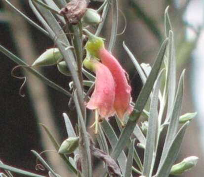 Image of Eremophila youngii F. Muell.