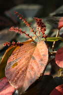 Image de Acalypha wilkesiana Müll. Arg.