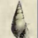 Image of Zebina oryza (Garrett 1873)