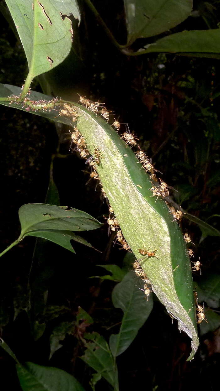 Image of Leipomeles dorsata (Fabricius 1804)