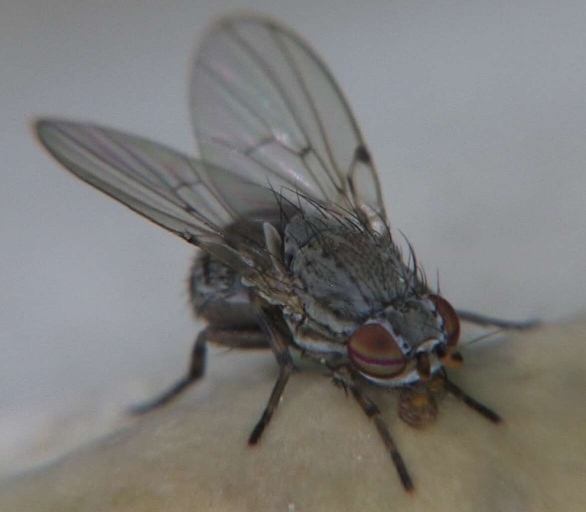 Image of Odinia boletina Zetterstedt 1848