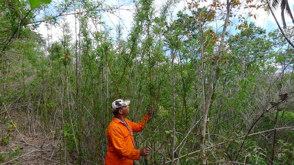 Image of Guadua paniculata Munro