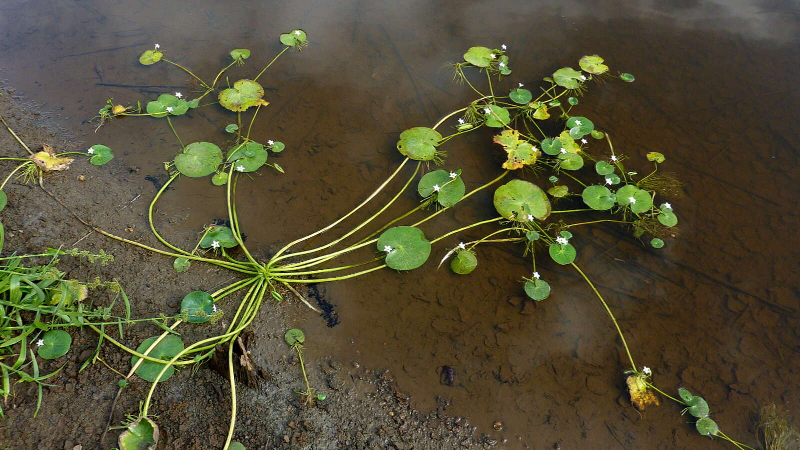 Image de Faux Nénuphar des Indes