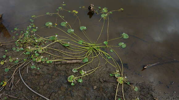 Image of Water-snowflake