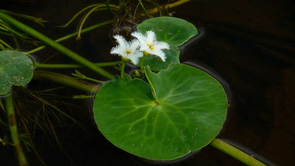 Image of Water-snowflake