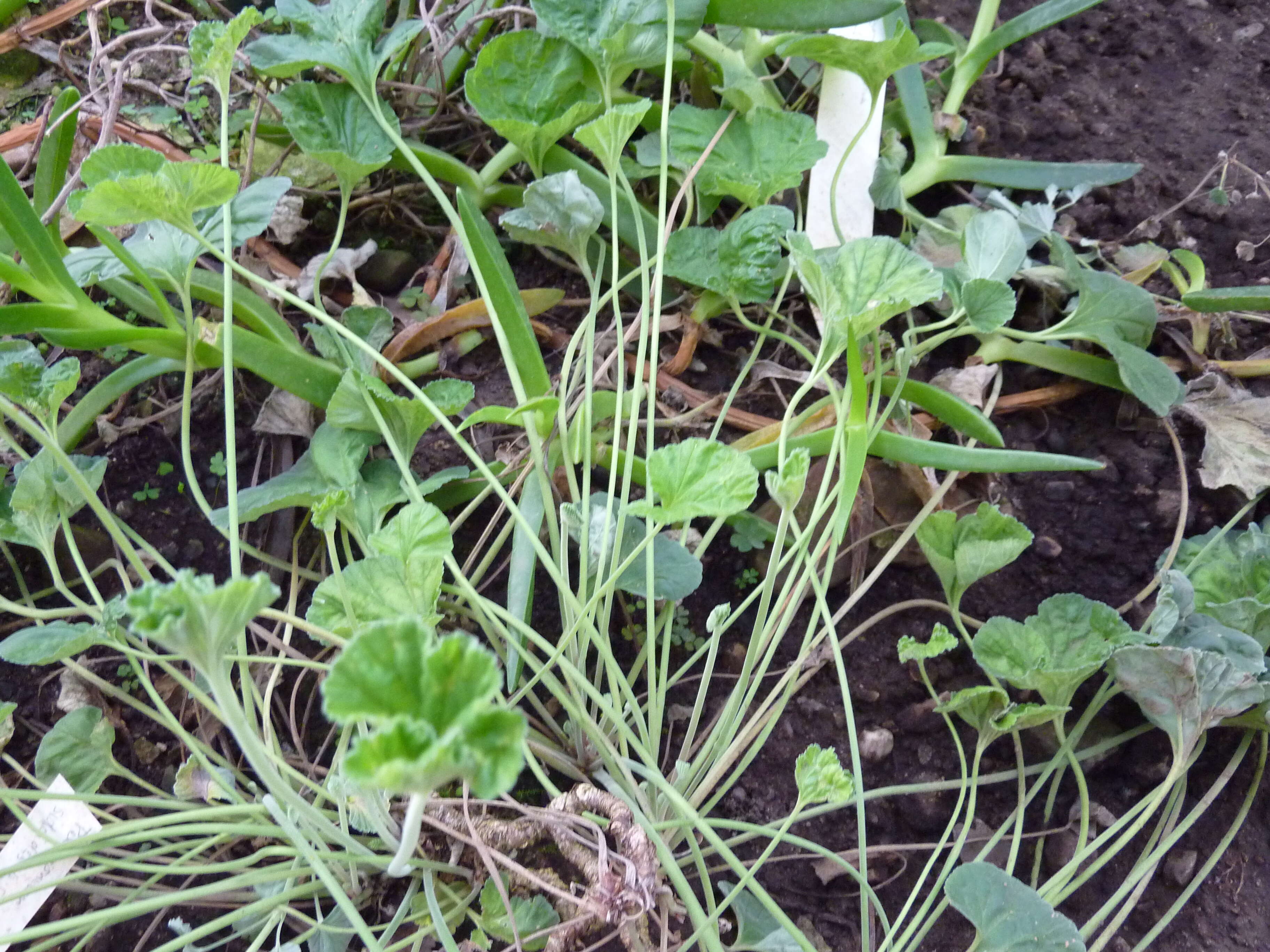 Imagem de Pelargonium sidoides DC.