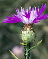 Image of North African knapweed