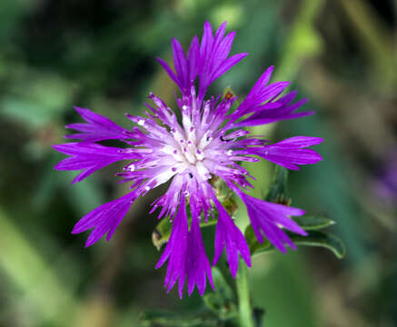 Image of North African knapweed