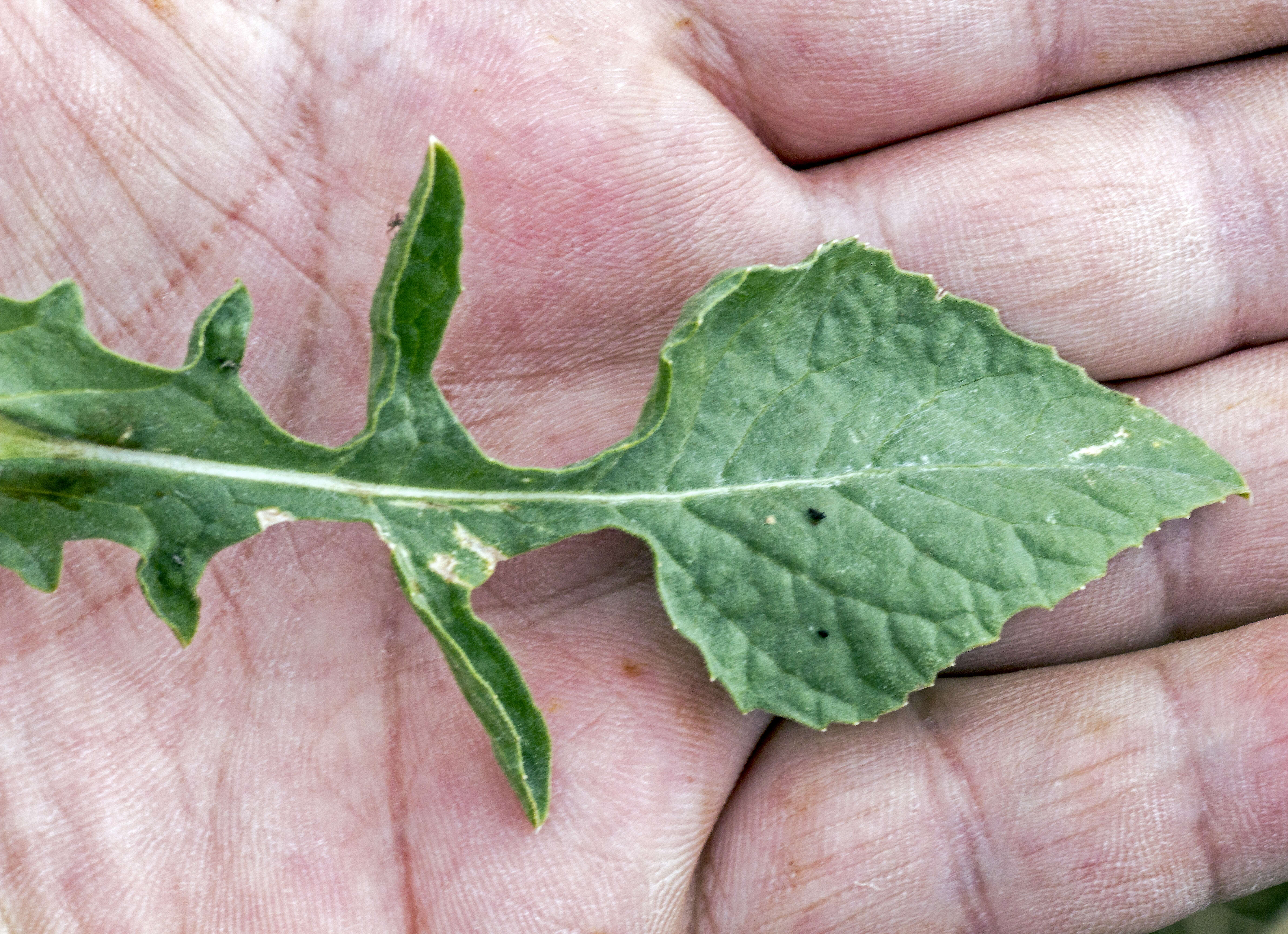 Image of North African knapweed