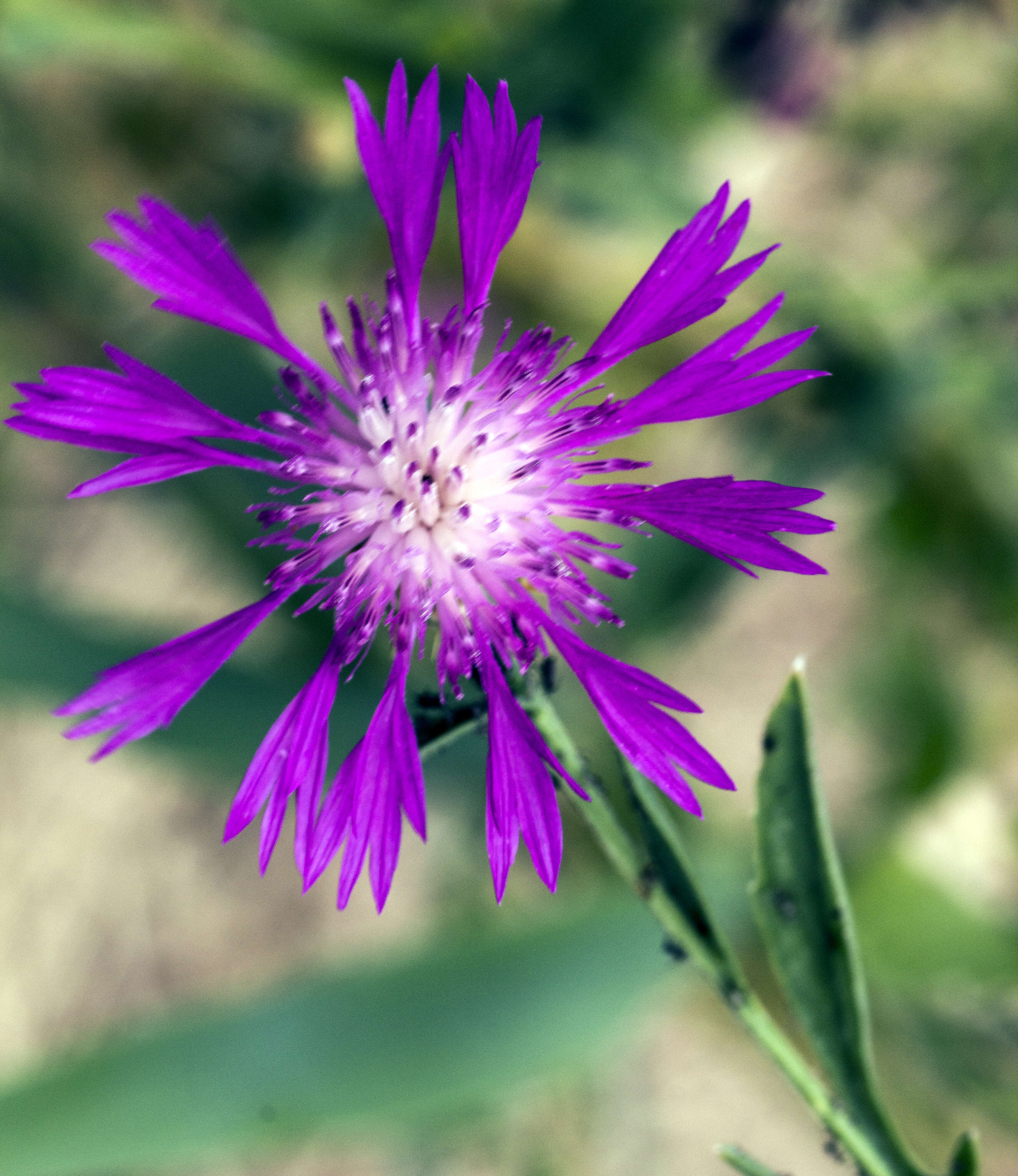 Image of North African knapweed