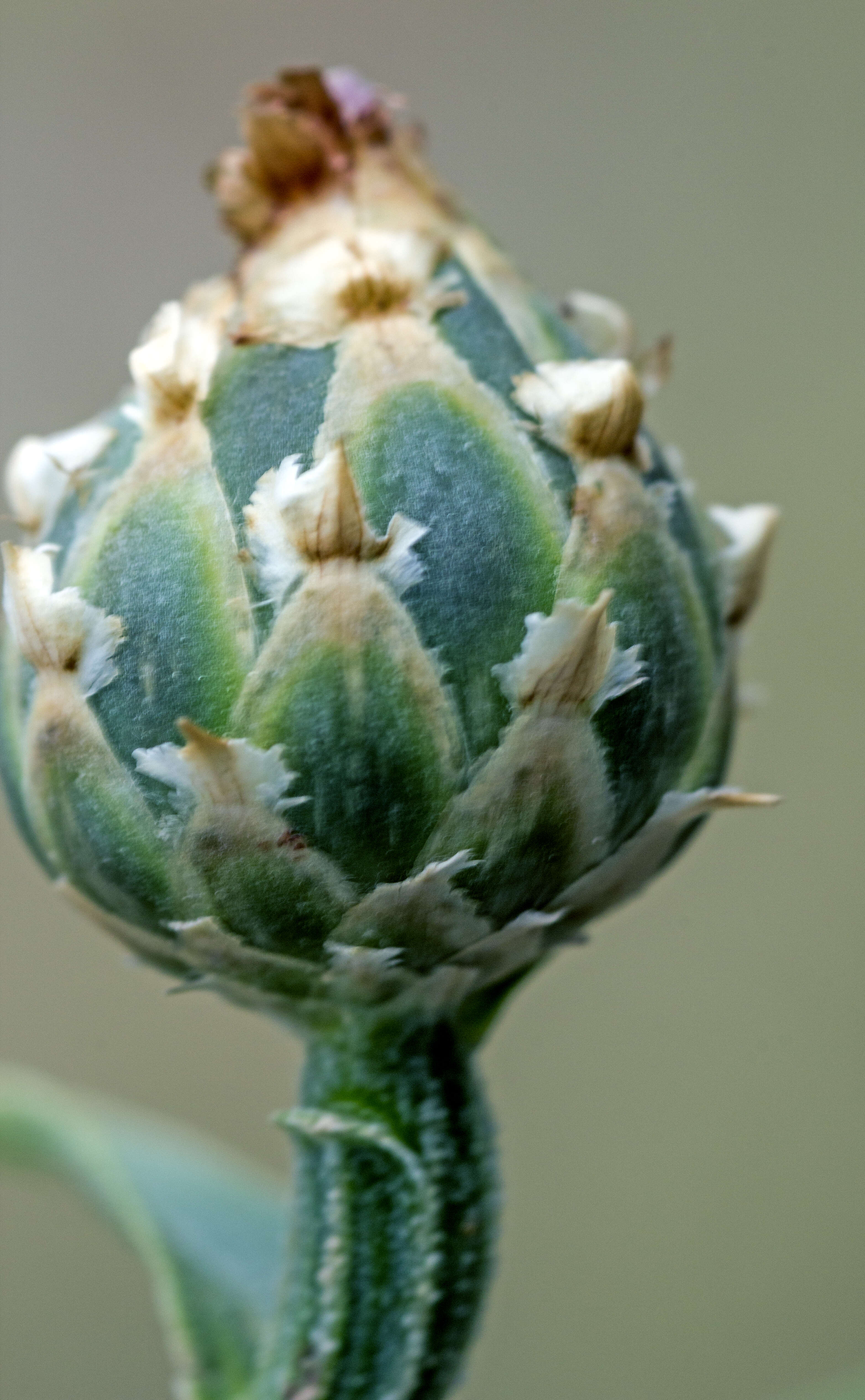 Image of North African knapweed