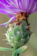 Image of North African knapweed