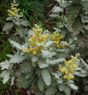 Imagem de Buddleja glomerata H. Wendl.