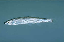 Image of Silver Shiner