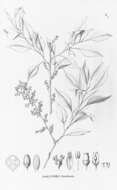 Image of Agonandra brasiliensis Benth. & Hook. fil.