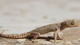 Image of Asia Minor Thin-toed Gecko