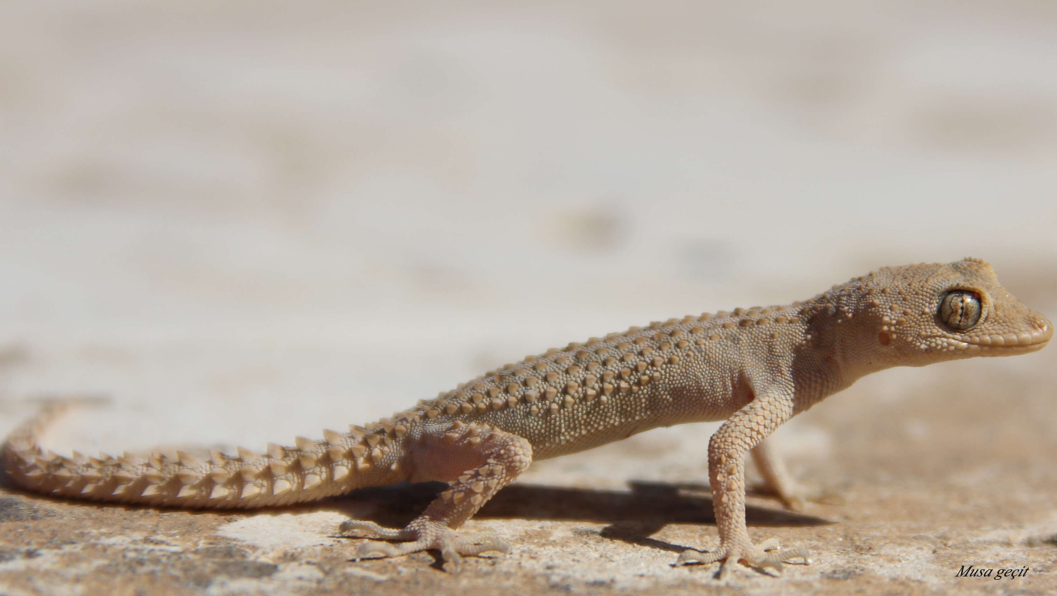 Mediodactylus heterocercus (Blanford 1874) resmi