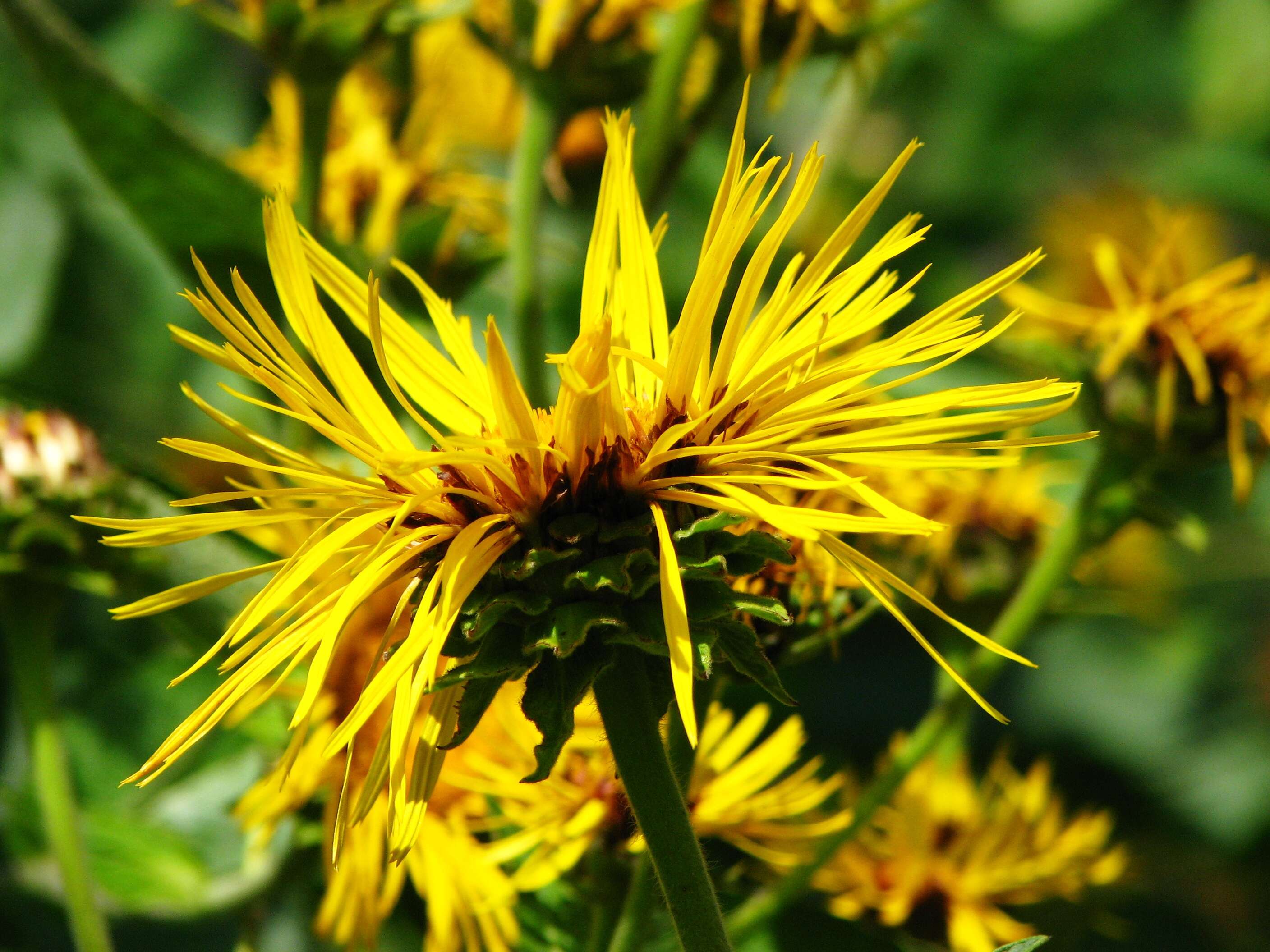 Image of Inula magnifica Lipsky