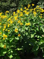 Image of Inula magnifica Lipsky