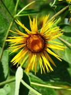 Image of Inula magnifica Lipsky