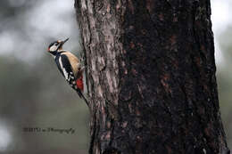 Image of Great Spotted Woodpecker