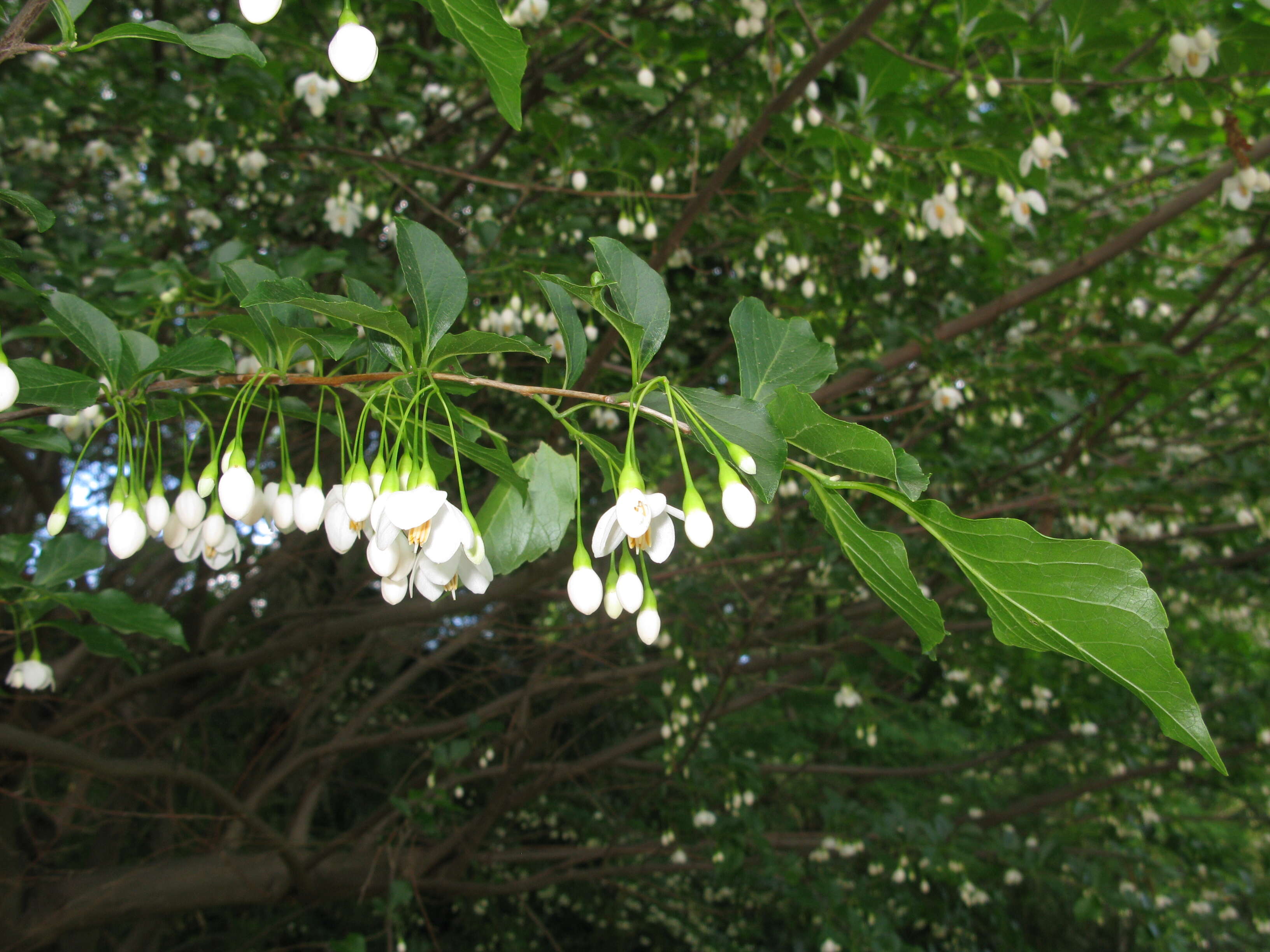 Image of Japanese snowbell