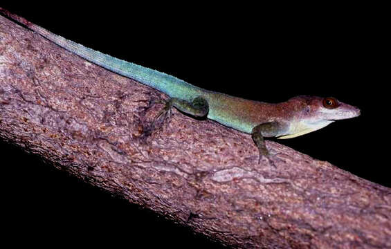 Image of Plymouth Anole