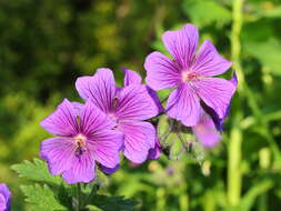 Image of Glandular Crane's-bill