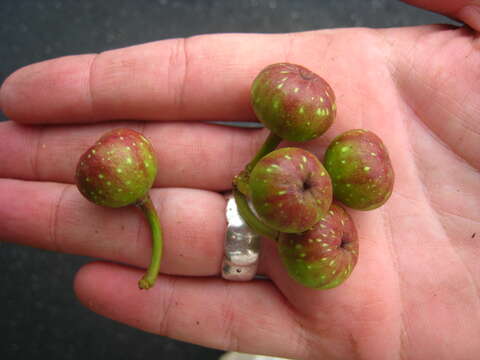 Image of Ficus variegata Bl.