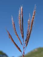 Image of Kleberg's bluestem