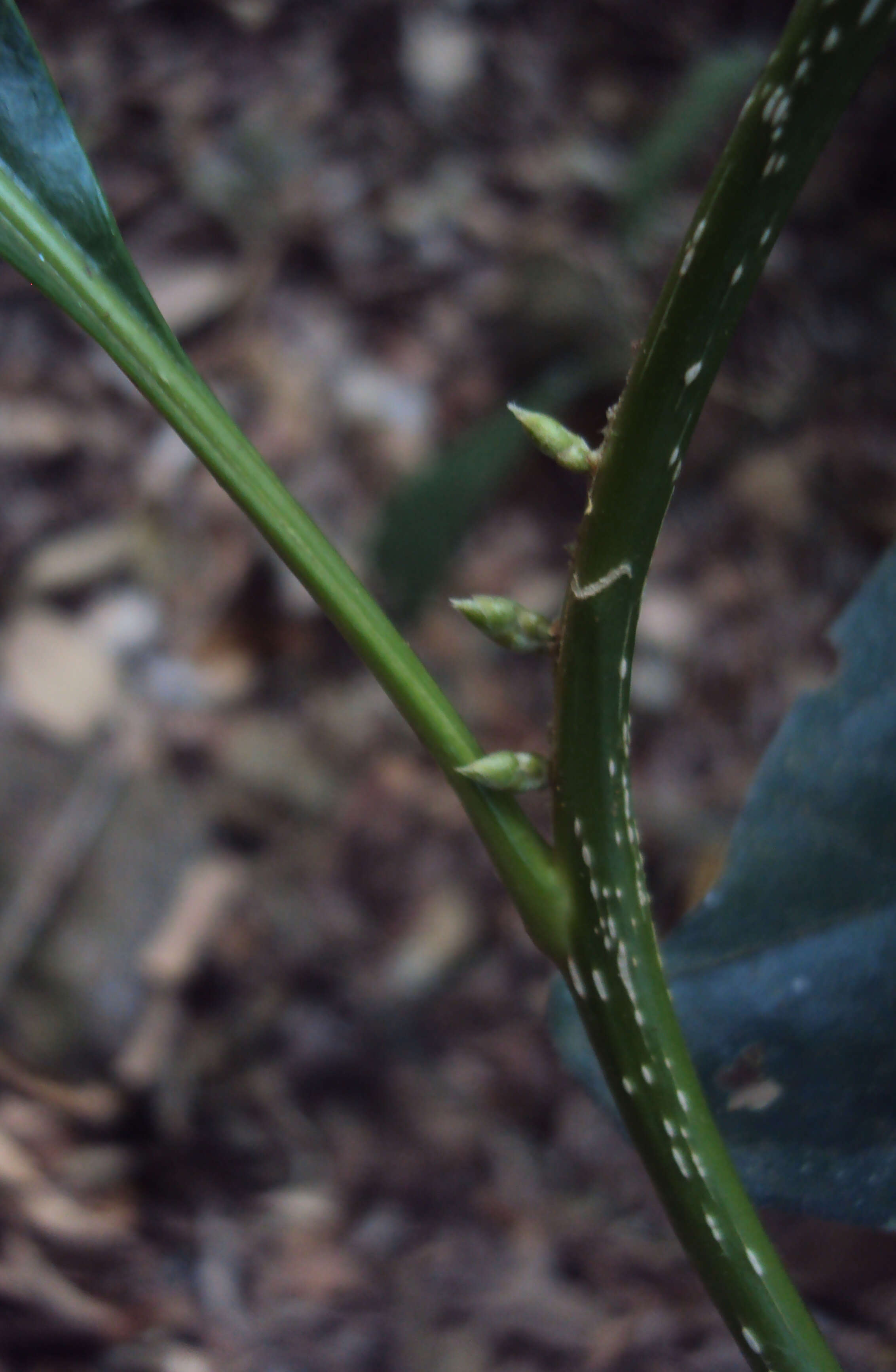 Image of Agrostistachys indica Dalzell