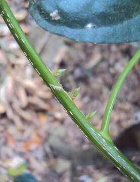 Image of Agrostistachys indica Dalzell